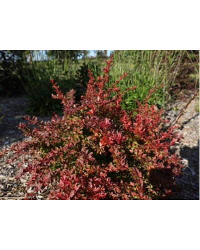 Барбарис тунберга Корал | Berberis thunbergii Coral | Барбарис тунберга Корал