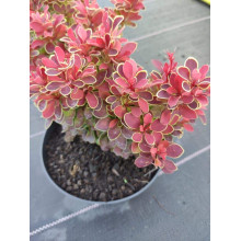 Барбарис тунберга Корал | Berberis thunbergii Coral | Барбарис тунберга Корал