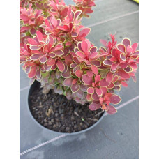 Барбарис тунберга Корал | Berberis thunbergii Coral | Барбарис тунберга Корал