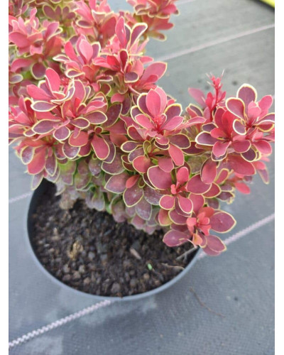 Барбарис тунберга Корал | Berberis thunbergii Coral | Барбарис тунберга Корал