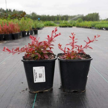 Барбарис тунберга Корал | Berberis thunbergii Coral | Барбарис тунберга Корал