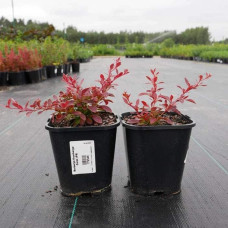 Барбарис тунберга Корал | Berberis thunbergii Coral | Барбарис тунберга Корал