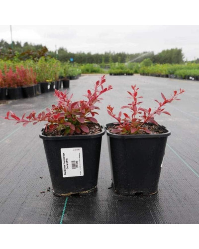 Барбарис тунберга Корал | Berberis thunbergii Coral | Барбарис тунберга Корал