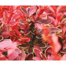 Барбарис тунберга Корал | Berberis thunbergii Coral | Барбарис тунберга Корал