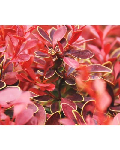 Барбарис тунберга Корал | Berberis thunbergii Coral | Барбарис тунберга Корал