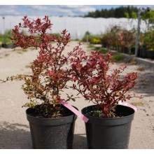 Барбарис тунберга Корал | Berberis thunbergii Coral | Барбарис тунберга Корал