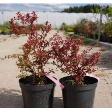 Барбарис тунберга Корал | Berberis thunbergii Coral | Барбарис тунберга Корал