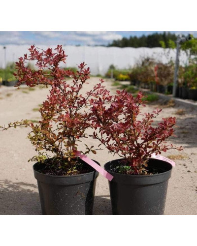 Барбарис тунберга Корал | Berberis thunbergii Coral | Барбарис тунберга Корал