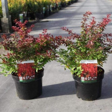 Барбарис тунберга Корал | Berberis thunbergii Coral | Барбарис тунберга Корал