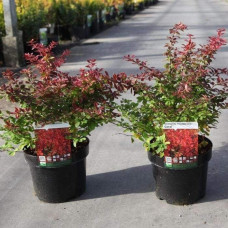 Барбарис тунберга Корал | Berberis thunbergii Coral | Барбарис тунберга Корал