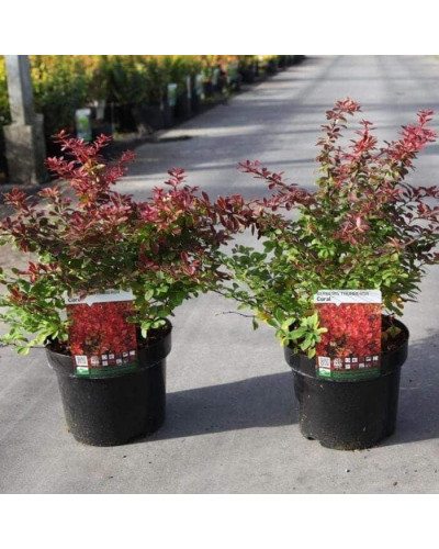 Барбарис тунберга Корал | Berberis thunbergii Coral | Барбарис тунберга Корал