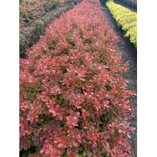 Барбарис тунберга Корал | Berberis thunbergii Coral | Барбарис тунберга Корал