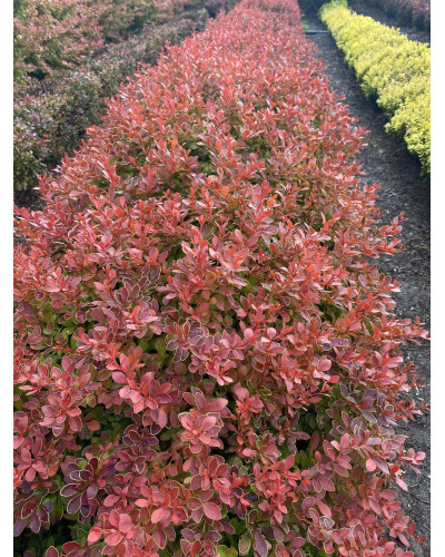 Барбарис тунберга Корал | Berberis thunbergii Coral | Барбарис тунберга Корал