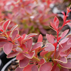 Барбарис тунберга Корал | Berberis thunbergii Coral | Барбарис тунберга Корал