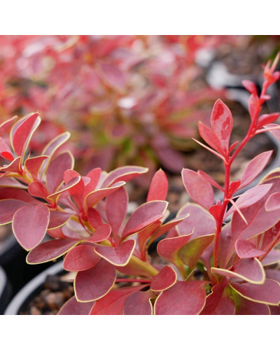 Барбарис тунберга Корал | Berberis thunbergii Coral | Барбарис тунберга Корал