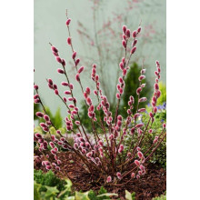 Верба тонкостовбурова Маунт Асо | Salix gracilistyla Mount Aso | Ива тонкоствольная Маун Асо