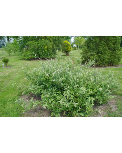 Верба тонкостовбурова Маунт Асо | Salix gracilistyla Mount Aso | Ива тонкоствольная Маун Асо