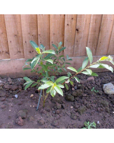 Верба тонкостовбурова Маунт Асо | Salix gracilistyla Mount Aso | Ива тонкоствольная Маун Асо