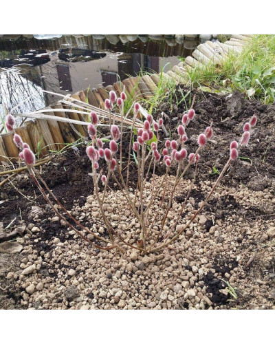 Верба тонкостовбурова Маунт Асо | Salix gracilistyla Mount Aso | Ива тонкоствольная Маун Асо