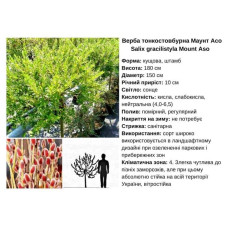 Верба тонкостовбурова Маунт Асо | Salix gracilistyla Mount Aso | Ива тонкоствольная Маун Асо