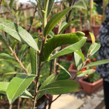 Верба тонкостовбурова Маунт Асо | Salix gracilistyla Mount Aso | Ива тонкоствольная Маун Асо