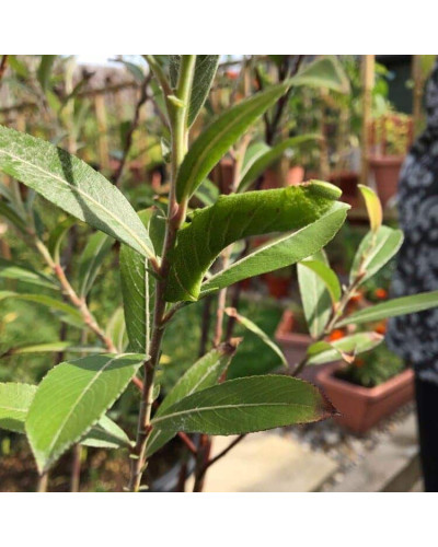 Верба тонкостовбурова Маунт Асо | Salix gracilistyla Mount Aso | Ива тонкоствольная Маун Асо
