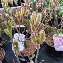 Верба тонкостовбурова Маунт Асо | Salix gracilistyla Mount Aso | Ива тонкоствольная Маун Асо