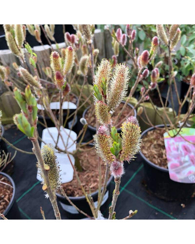 Верба тонкостовбурова Маунт Асо | Salix gracilistyla Mount Aso | Ива тонкоствольная Маун Асо