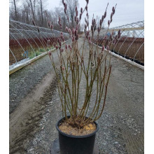 Верба тонкостовбурова Маунт Асо | Salix gracilistyla Mount Aso | Ива тонкоствольная Маун Асо