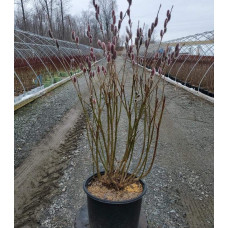 Верба тонкостовбурова Маунт Асо | Salix gracilistyla Mount Aso | Ива тонкоствольная Маун Асо