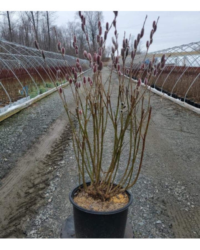 Верба тонкостовбурова Маунт Асо | Salix gracilistyla Mount Aso | Ива тонкоствольная Маун Асо