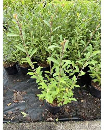 Верба тонкостовбурова Маунт Асо | Salix gracilistyla Mount Aso | Ива тонкоствольная Маун Асо
