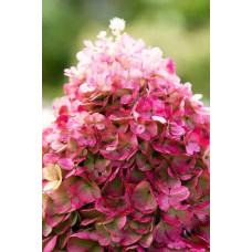 Гортензія волотиста `Лівін Пінкі Проміс` | Hydrangea paniculata `Living Pinky Promise` | Гортензія волотиста `Лівін Пінкі Проміс`