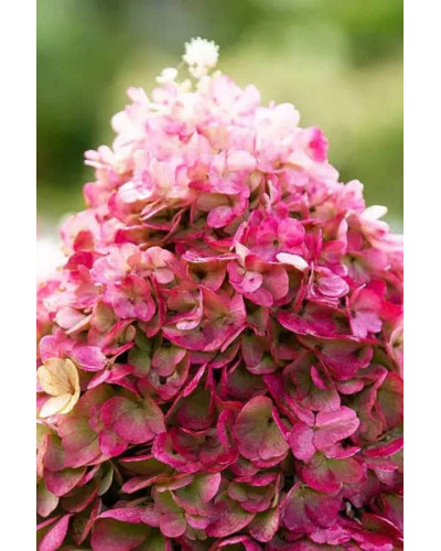 Гортензія волотиста `Лівін Пінкі Проміс` | Hydrangea paniculata `Living Pinky Promise` | Гортензія волотиста `Лівін Пінкі Проміс`