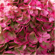 Гортензія волотиста `Лівін Пінкі Проміс` | Hydrangea paniculata `Living Pinky Promise` | Гортензія волотиста `Лівін Пінкі Проміс`