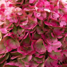 Гортензія волотиста `Лівін Пінкі Проміс` | Hydrangea paniculata `Living Pinky Promise` | Гортензія волотиста `Лівін Пінкі Проміс`