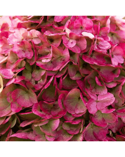 Гортензія волотиста `Лівін Пінкі Проміс` | Hydrangea paniculata `Living Pinky Promise` | Гортензія волотиста `Лівін Пінкі Проміс`