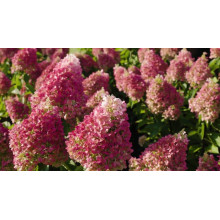 Гортензія волотиста `Лівін Пінкі Проміс` | Hydrangea paniculata `Living Pinky Promise` | Гортензія волотиста `Лівін Пінкі Проміс`
