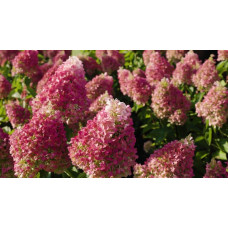 Гортензія волотиста `Лівін Пінкі Проміс` | Hydrangea paniculata `Living Pinky Promise` | Гортензія волотиста `Лівін Пінкі Проміс`