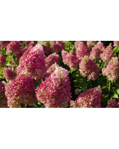 Гортензія волотиста `Лівін Пінкі Проміс` | Hydrangea paniculata `Living Pinky Promise` | Гортензія волотиста `Лівін Пінкі Проміс`
