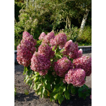 Гортензія волотиста `Лівін Пінкі Проміс` | Hydrangea paniculata `Living Pinky Promise` | Гортензія волотиста `Лівін Пінкі Проміс`