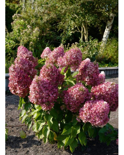 Гортензія волотиста `Лівін Пінкі Проміс` | Hydrangea paniculata `Living Pinky Promise` | Гортензія волотиста `Лівін Пінкі Проміс`