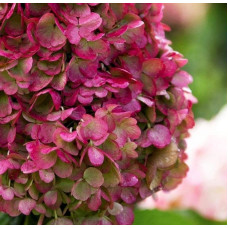 Гортензія волотиста `Лівін Пінкі Проміс` | Hydrangea paniculata `Living Pinky Promise` | Гортензія волотиста `Лівін Пінкі Проміс`