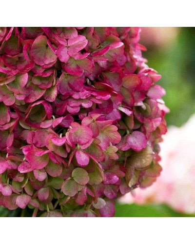 Гортензія волотиста `Лівін Пінкі Проміс` | Hydrangea paniculata `Living Pinky Promise` | Гортензія волотиста `Лівін Пінкі Проміс`