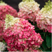 Гортензія волотиста `Лівін Пінкі Проміс` | Hydrangea paniculata `Living Pinky Promise` | Гортензія волотиста `Лівін Пінкі Проміс`