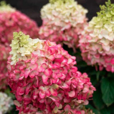Гортензія волотиста `Лівін Пінкі Проміс` | Hydrangea paniculata `Living Pinky Promise` | Гортензія волотиста `Лівін Пінкі Проміс`
