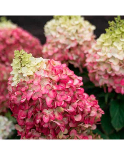 Гортензія волотиста `Лівін Пінкі Проміс` | Hydrangea paniculata `Living Pinky Promise` | Гортензія волотиста `Лівін Пінкі Проміс`