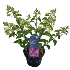 Гортензія волотиста `Лівін Пінкі Проміс` | Hydrangea paniculata `Living Pinky Promise` | Гортензія волотиста `Лівін Пінкі Проміс`