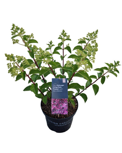 Гортензія волотиста `Лівін Пінкі Проміс` | Hydrangea paniculata `Living Pinky Promise` | Гортензія волотиста `Лівін Пінкі Проміс`