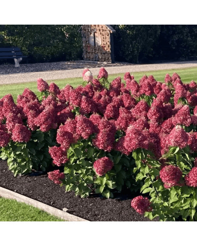 Гортензія волотиста `Лівін Пінкі Проміс` | Hydrangea paniculata `Living Pinky Promise` | Гортензія волотиста `Лівін Пінкі Проміс`